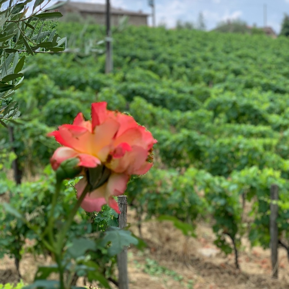 Meet your Posher Cary